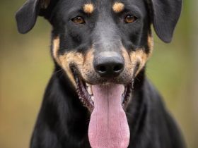 Zhuzha: große Hündin mit großem Herz sucht ihr Körbchen