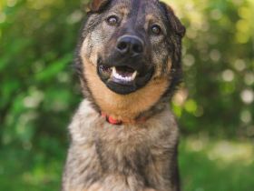 Freundlicher Tobi mit besonderen Ohren sucht sein Glück