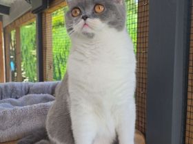 Mega verschmuste Britisch Kurzhaar Katze