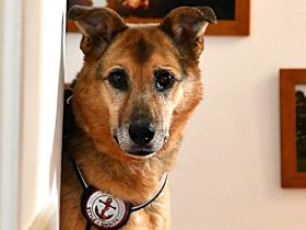 Susa sucht ihre Menschen