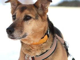 Susa sucht ihre Menschen