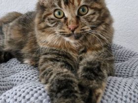 Kurilian Bobtail Kitten Katzenbaby Katze mit Stammbaum