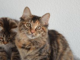 Kurilian Bobtail Kitten Katzenbaby Katze