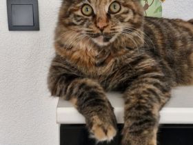 Kurilian Bobtail Kitten Katzenbaby Katze mit Stammbaum