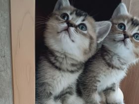 BKH Kitten mit Stammbaum