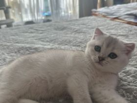 Britisch-Kurzhaar-Kätzchen suchen ein liebevolles Zuhause