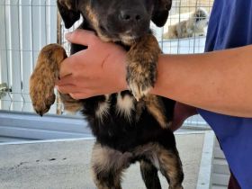 Bonnie sucht ihr Für-immer-Zuhause