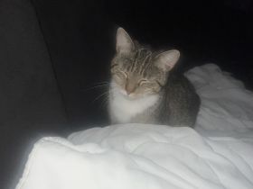 2 Europäische Kurzhaar Katzen abzugeben