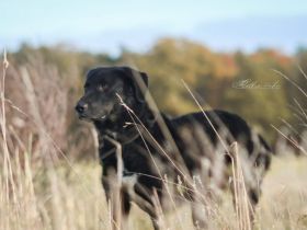 Rabenschwarzer Schmusebär Ono sucht Zuhause