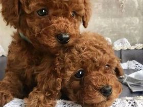 Toy Pudel.mini toy pudel