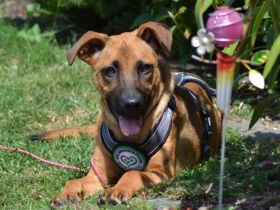 Sanfter und wunderschöner Meda sucht Traumzuhause