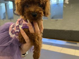 🐾 Замечательные щенки Toy Poodle в редком красном цвете - готовы к любящему дому! 🐶❤️