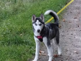 Sibirisches Husky Mädchen 4Monate.