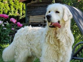 Golden retriever FALCO