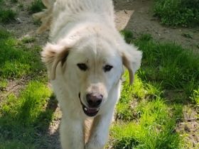 Arno, Pyrenäenberghund, lammfromm, unschuldig, Rüde, 4Jahre