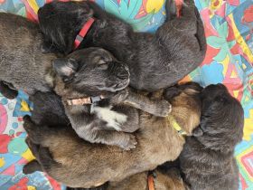 Neufundländer Leonberger Welpen
