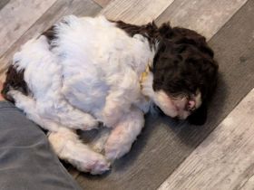 Lagotto Romagnolo Welpen