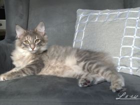 Kitten Norwegische Waldkatzen