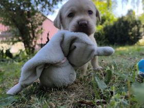 Labrador Welpen reinrassig