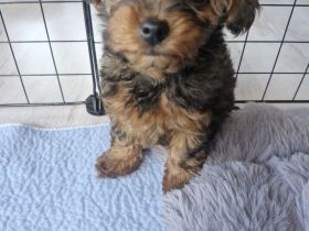Yorkiepoo Welpe /Weiblich