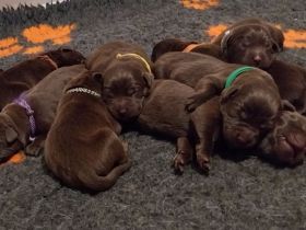 *Schokobraune Labrador Retriever Welpen mit Ahnentafel*