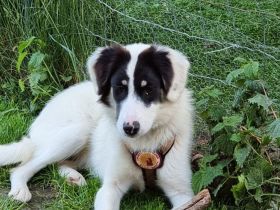 Loelia sucht ein liebevolles Zuhause!