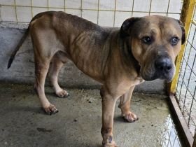 Babak: imposanter Rüde mit sanfter Seele