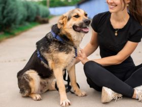 Zauberhafte Jojo sucht ihre Menschen