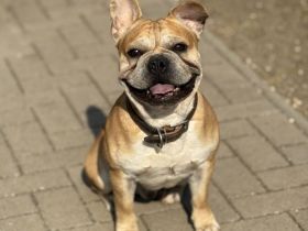 🐾 Zwei Französische Bulldoggen suchen gemeinsam ein liebevolles Zuhause 🐾