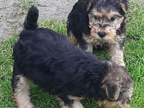 Lakelandterrierwelpen aus VDH-Zucht abzugeben