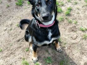 DDR Schäferhund Huskymix Lucy und Loki suchen dringend ein liebevolles Zuhause