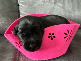 Riesenschnauzer Schwarz