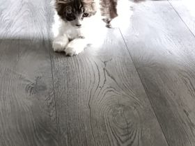 Maine coonis suchen ab sofort ein neues Zuhause