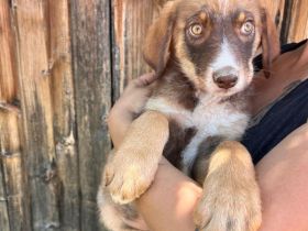 Jago wartet auf sein neues Zuhause❤️🐶