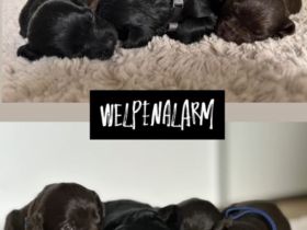 Kleiner Münsterländer Mischling