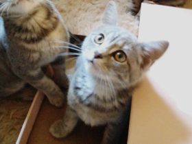 British Kurzhaar Kitten die ein liebevolles Zuhause suchen