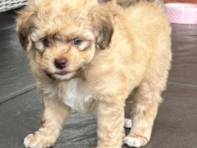 Bolonka Swetna Welpen