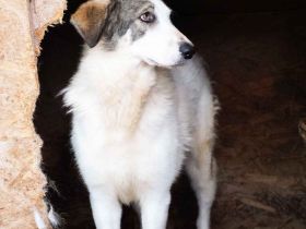 Trudi braucht deine Hilfe!