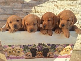 Labrador Retriever Gelb (Blond) Foxred mit Ahnentafel