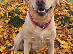 Wurfplanung Sommer 26 Labrador Retriever Gelb (Blond) Foxred mit Ahnentafel
