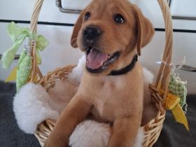 Sommer 2026 Labrador Retriever Gelb (Blond) Foxred mit Ahnentafel