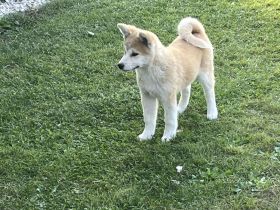 Wunderschöne Akita Inu Welpen suchen liebevolles Zuhause!