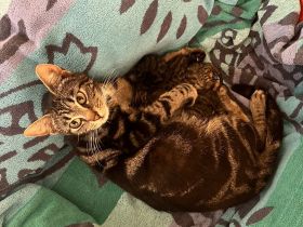 Katzenbabys abzugeben