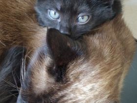 3 schwarze Prinzessinnen abzugeben