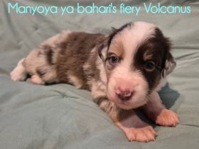 Wunderschöne Australian Shepherd Welpen