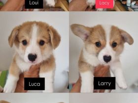 Corgi-Welpen zur Adoption