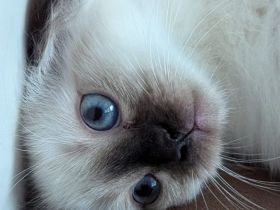 Heillige Birma Reinrassing Kitten