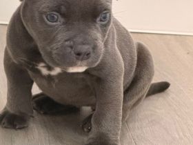 American Bully Micro mit Ahnentafel