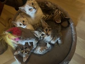 BKH Kätzchen abgabebereit