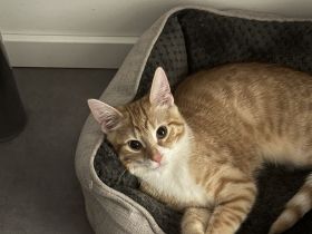 Mit schwerem Herzen: Ich suche das beste Zuhause für meinen Schatz